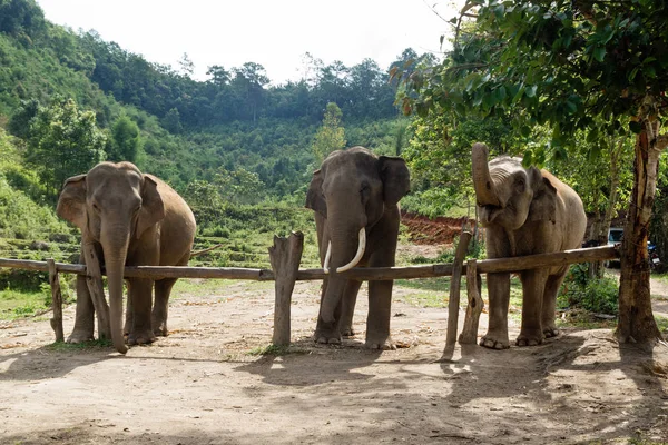 Группа Взрослых Слонов Заповеднике Elephant Care Sanctuary Провинция Чиангмай Таиланд — стоковое фото
