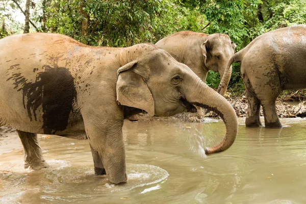 Группа Слонов Купается Пруду Между Тропическими Лесами Чиангмай Таиланд — стоковое фото