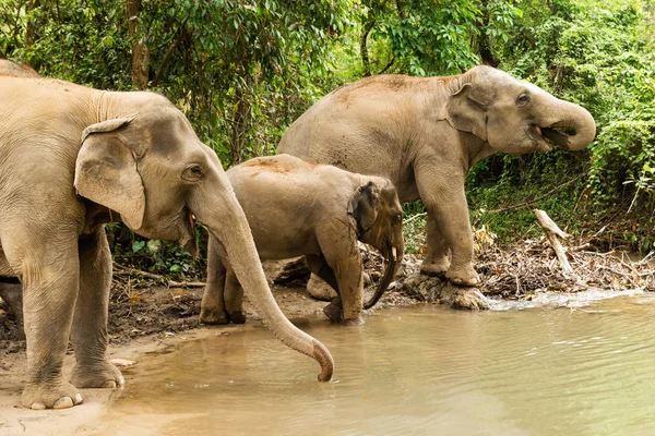 Группа Слонов Купается Пруду Между Тропическими Лесами Чиангмай Таиланд — стоковое фото