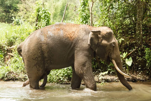 Слон Купается Пруду Между Тропическими Лесами Чиангмай Таиланд — стоковое фото
