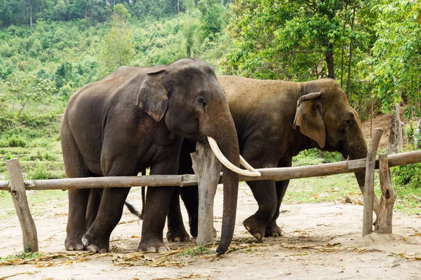 Группа Взрослых Слонов Святилище Слонов Провинция Чиангмай Таиланд — стоковое фото