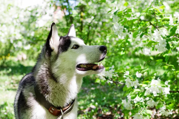 Bedårande Grå Och Vit Husky Hund Trädgård Med Blomning Vita — Stockfoto