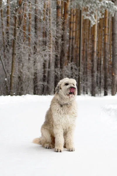 Portrait South Russian Shepherd Dog Walk Winter Forest — Stock Photo, Image