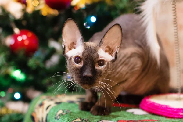 Retrato Veludo Sphynx Gato Fundo Árvore Natal Com Decorações Luzes — Fotografia de Stock