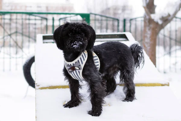 Black Russian colored lap dog phenotype on a training ground at wintertime.