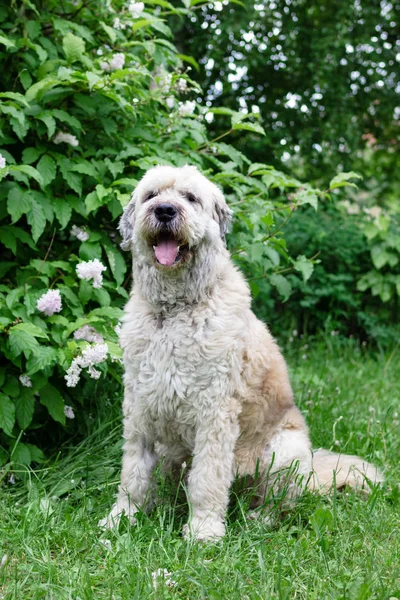 ライラックの茂みを背景に夏の公園を散歩するための南ロシアの羊飼い犬 — ストック写真