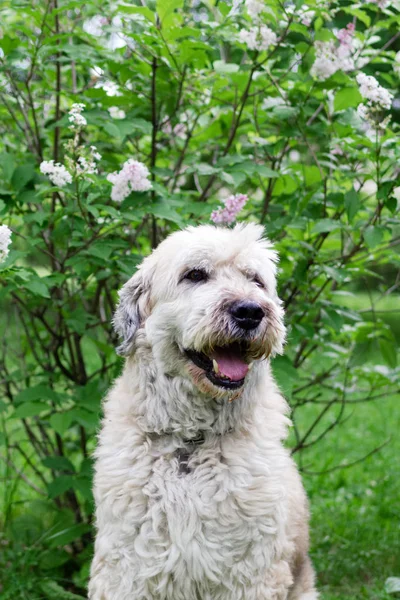 Χαριτωμένο Χαμόγελο Νότια Ρωσική Ποιμένας Σκύλος Για Μια Βόλτα Ένα — Φωτογραφία Αρχείου