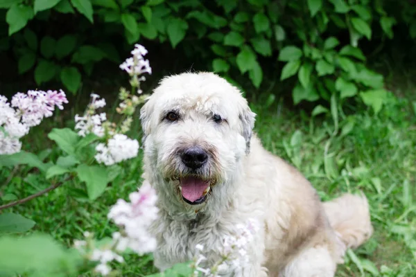 Πορτρέτο Του Νότιου Ρωσικού Βοσκού Σκύλου Για Μια Βόλτα Ένα — Φωτογραφία Αρχείου