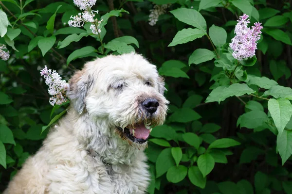 Porträt Des Südrussischen Schäferhundes Für Einen Spaziergang Einem Sommerpark Vor — Stockfoto