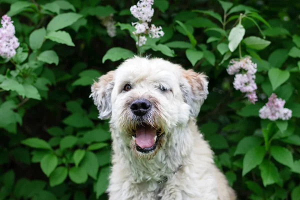 Niedlich Lächelnden Südrussischen Schäferhund Für Einen Spaziergang Einem Sommerpark Auf — Stockfoto