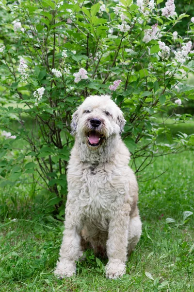 Νότιος Ρώσος Ποιμένας Σκύλος Για Μια Βόλτα Ένα Καλοκαιρινό Πάρκο — Φωτογραφία Αρχείου