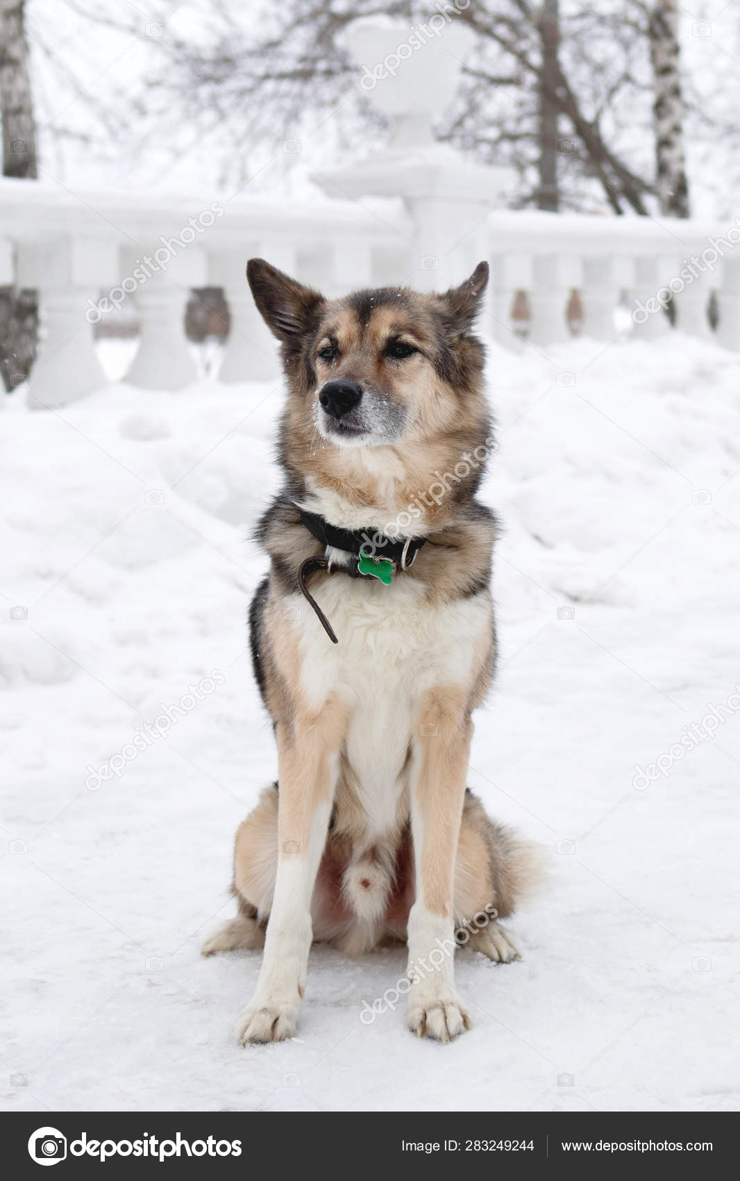 Brown White Short Haired Mongrel Dog Collar Address Tag Winter