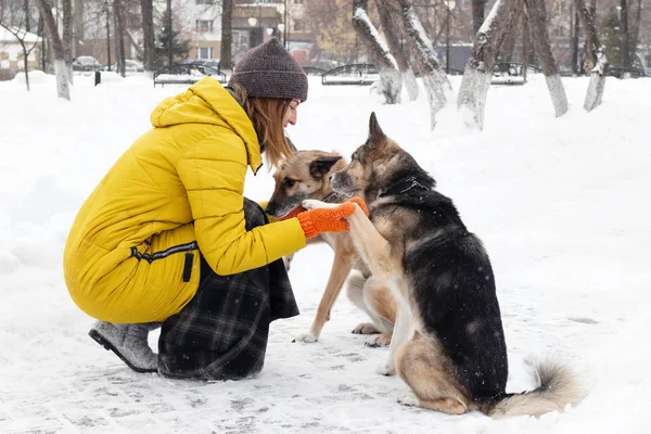 Young woman with her two dogs in a snowy winter park. Dogs give paws to the owner.
