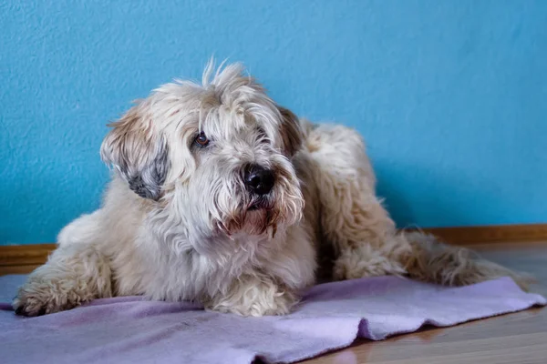 Porträt Des Südrussischen Schäferhundes Hause Auf Lila Plaid Vor Blauem — Stockfoto