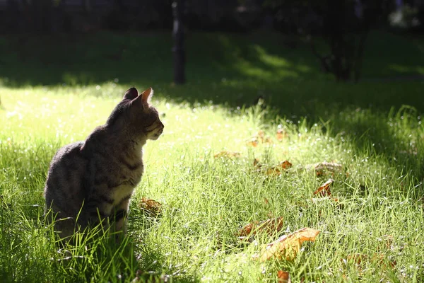 Osamělý Kocour Sedí Létě Trávě Slunečného Dne Kočka Bez Domova — Stock fotografie