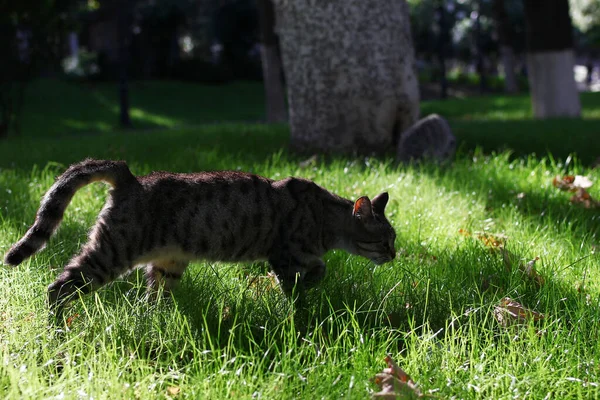 Gato Gris Tabby Está Caminando Sobre Una Hierba Para Encontrar —  Fotos de Stock