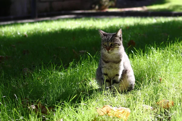 夏天阳光明媚的日子里 一只皱巴巴的猫正坐在草地上 街上的无家可归的猫 — 图库照片