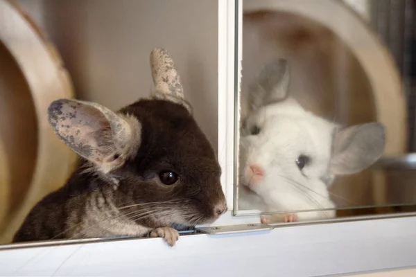 Deux Jolis Chinchillas De Velours Marron Et De Couleurs Blanches Sont Assis A Cote De Leur Maison Bebe Chez Moi Stock Photo Deux Jolis Chinchillas De Velours Marron Et De Couleurs Blanches Sont Assis A Cote De Leur Maison Bebe Chez Moi Stock Photo