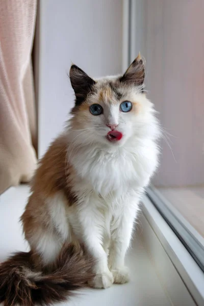 Portrait D Adorable Chat Moelleux Ecaille De Tortue Avec Les Yeux Bleus Colle La Langue Assise Pres D Une Fenetre Laine Felin Stock Photo