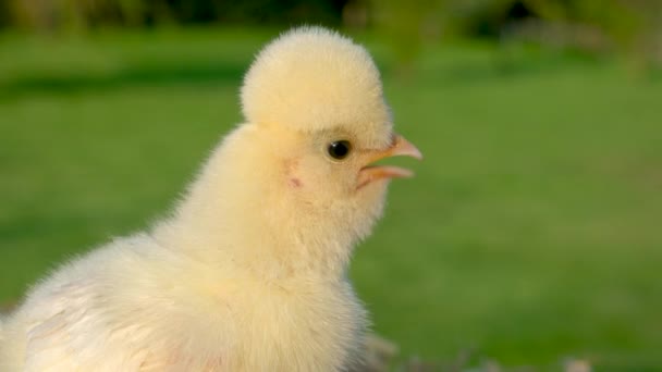 Video Close Clip One Cute Yellow Chick Baby Poland Chicken — Stock Video