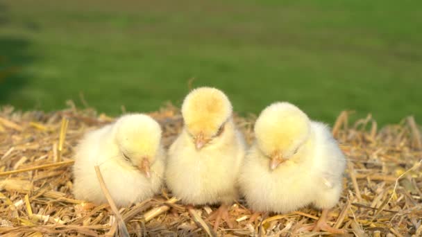视频剪辑三黄色的小鸡 婴儿波兰鸡 坐在干草包外面的金色夏日阳光 — 图库视频影像