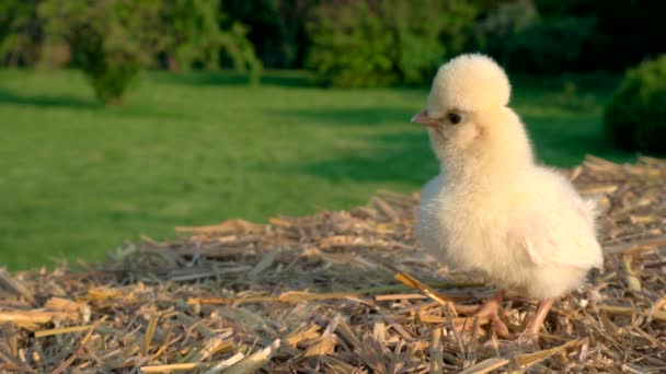 Video Clip One Cute Yellow Chick Baby Poland Chicken Standing — Stock Video