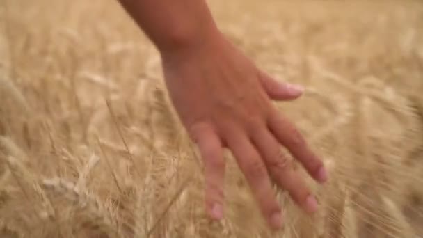 Arpa Veya Buğday Kırpma Alanının Üstündeki Duygu Genç Genç Yetişkin — Stok video