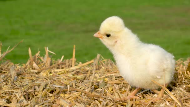 Video Clip One Cute Yellow Chick Baby Poland Chicken Sitting — Stock Video