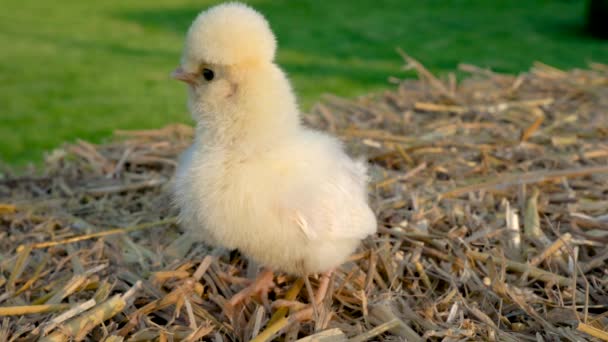 Video Clip One Cute Yellow Chick Baby Poland Chicken Sitting — Stock Video