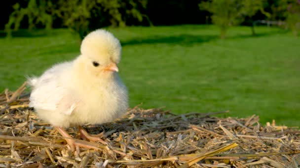 4K视频剪辑一个可爱的黄色小鸡 小波兰鸡 坐在外面的干草捆上 沐浴在金色的夏日阳光下 — 图库视频影像