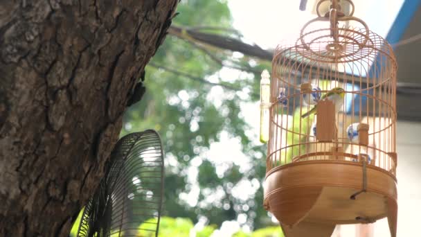 越南河内首都老城街道网箱出售笼歌鸟 — 图库视频影像