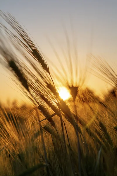 Perto Das Espigas Trigo Cevada Pôr Sol Dourado Nascer Sol — Fotografia de Stock