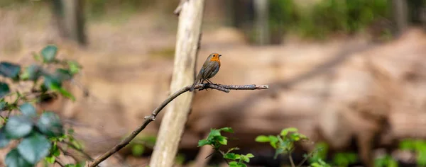 全景照片的欧洲罗宾 或罗宾鸟 Erithacus Rubecula 坐在树枝上 — 图库照片