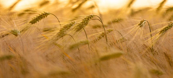 Panoramic Banner Close Golden Field Barley Wheat Crops Growing Farm — Stock Photo, Image