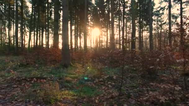 Gestabiliseerde Tracking Shot Van Zonlicht Bij Zonsondergang Zonsopgang Affakkelen Door — Stockvideo