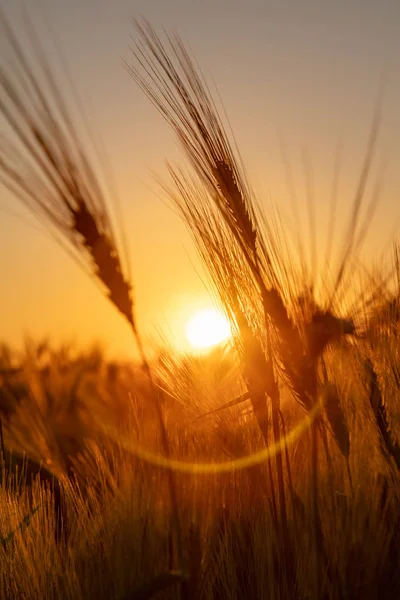 黄金の夕日や日の出で小麦や大麦の耳を閉じる — ストック写真