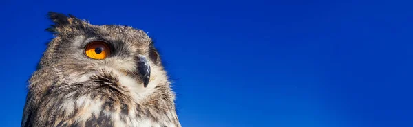 Panoramic web banner, European or Eurasian Eagle Owl, Bubo Bubo, with big orange eyes against a dark blue evening night sky