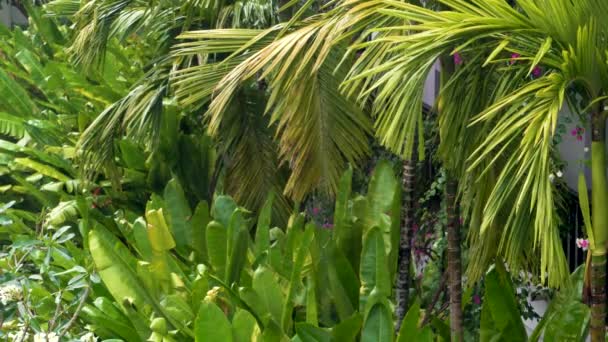 Tropical Rainstorm Thunderstorm Green Jungle Environment Palm Trees Sound — Stock Video