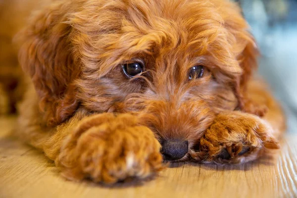 Cute Labradoodle Puppy Dog Laying Looking Sad Thoughtful — Stock Photo, Image