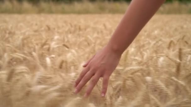 若い成人女性や 代の女性少女手のゴールデン大麦 トウモロコシや小麦の作物のフィールドの上部を感じのスロー モーション ビデオ クリップ — ストック動画