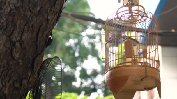 Oiseaux Chanteurs Cage Vendre Dans Des Cages Dans Les Rues — Video