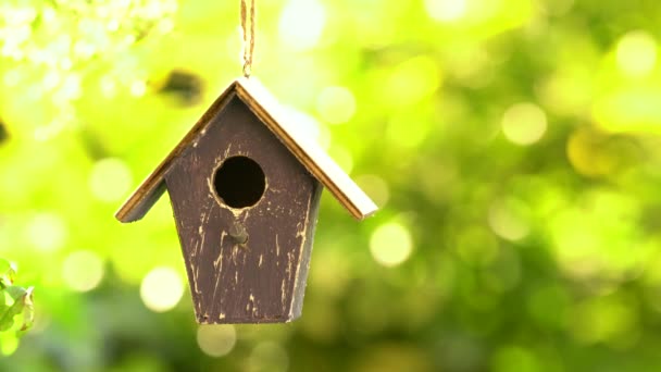Yaz Aylarında Bir Bahçe Bir Ağaçta Asılı Bir Kuş Evi — Stok video