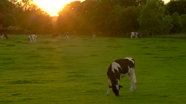 Clip Vidéo Montrant Troupeau Vaches Frisonnes Broutant Mangeant Herbe Dans — Video