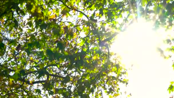 Luz Solar Brilhando Através Das Folhas Verdes Uma Árvore Outono — Vídeo de Stock