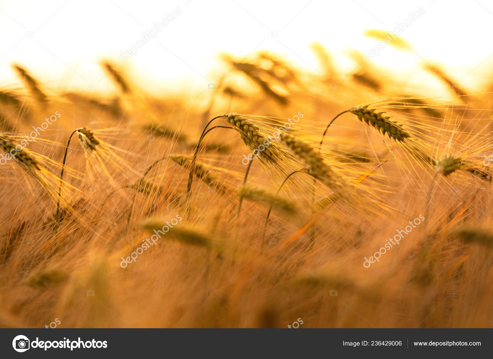 Golden Field Wheat Barley Crops Growing Farm Sunset Sunrise Stock Photo Image By C Dmbaker Golden Field Wheat Barley Crops Growing Farm Sunset Sunrise Stock Photo Image By C Dmbaker