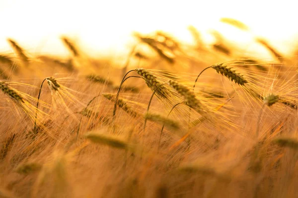 Campo Dorato Frumento Orzo Che Crescono Azienda Tramonto All Alba — Foto Stock