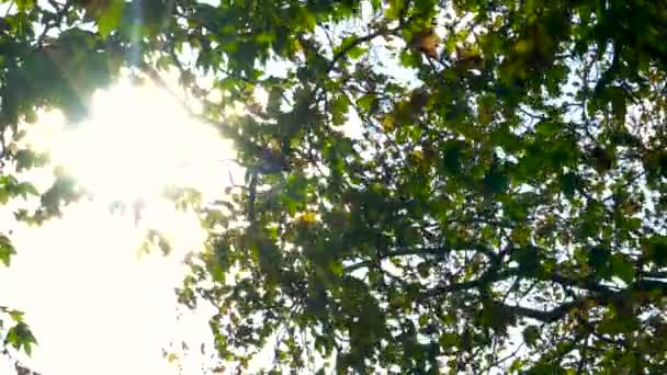 Sunlight Glinting Leaves Branches Horse Tree Fall Autumn — Stock Video