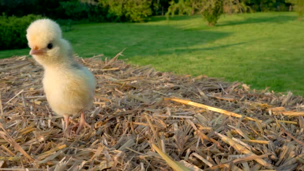 4K视频剪辑一个可爱的黄色小鸡 小波兰鸡 坐在外面的干草捆上 沐浴在金色的夏日阳光下 — 图库视频影像