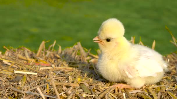 Video Clip One Cute Yellow Chick Baby Poland Chicken Sitting — Stock Video