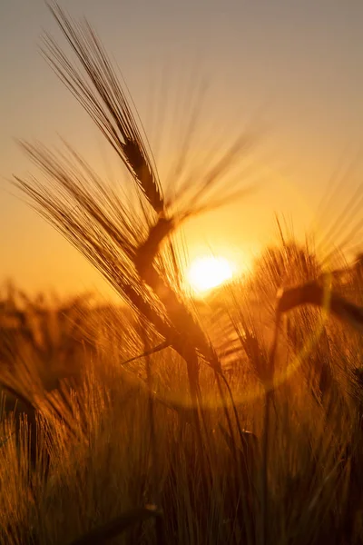 Orejas de trigo o cebada al atardecer o al amanecer de oro —  Fotos de Stock
